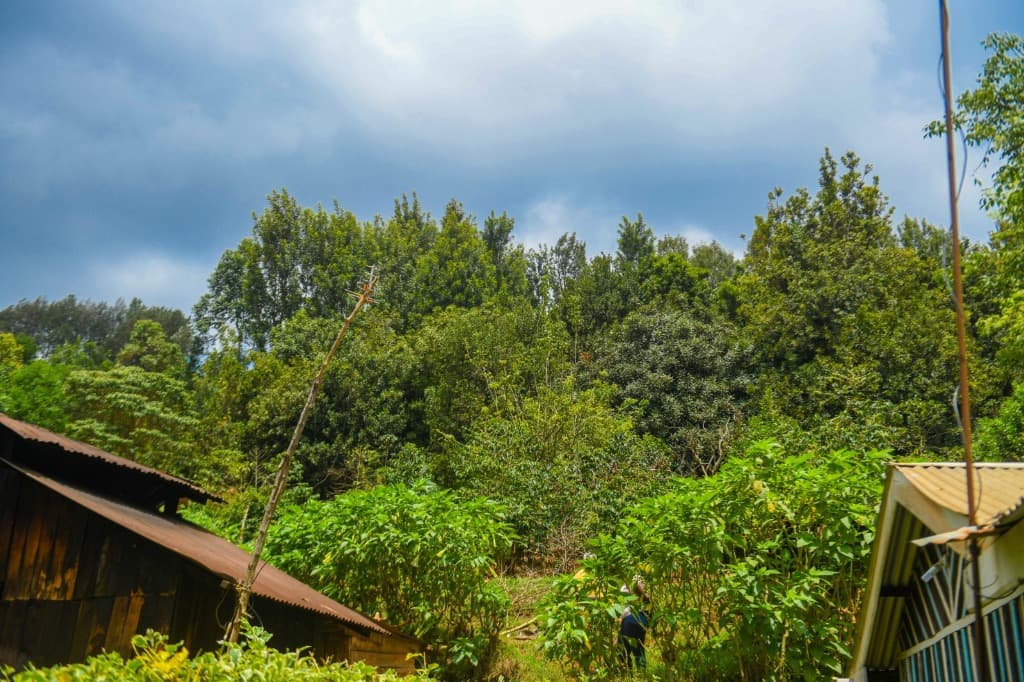 Lush macadamia trees and green foliage in the Kenyan highlands